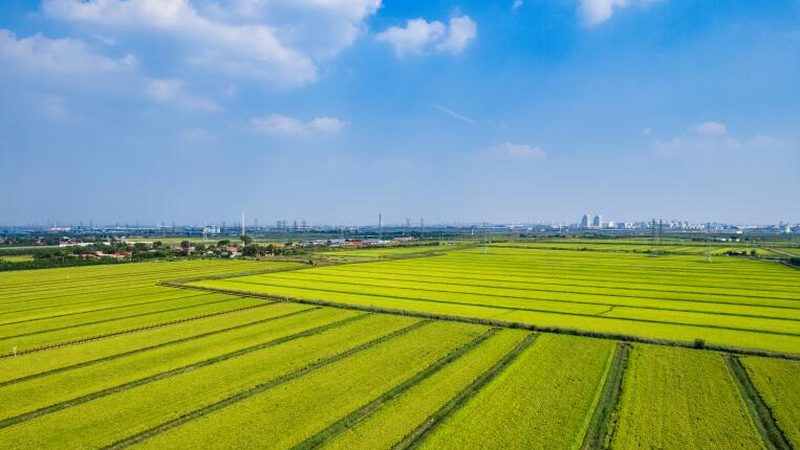 设施农业大棚配件：揭秘其背后的技术秘密**