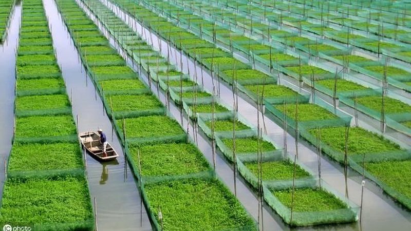 河南粮食种植合作社贷款政策解析：助力合作社发展的金融支点**