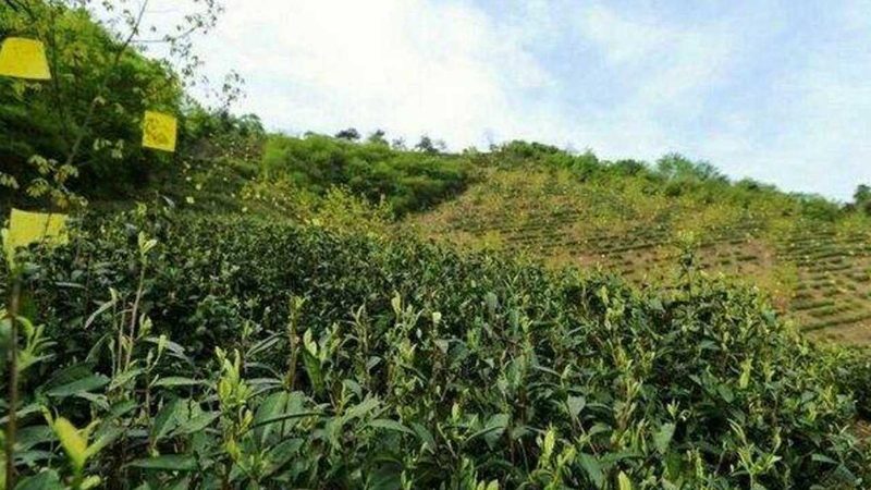 小型农业产业园基建投资，如何合理规划？**