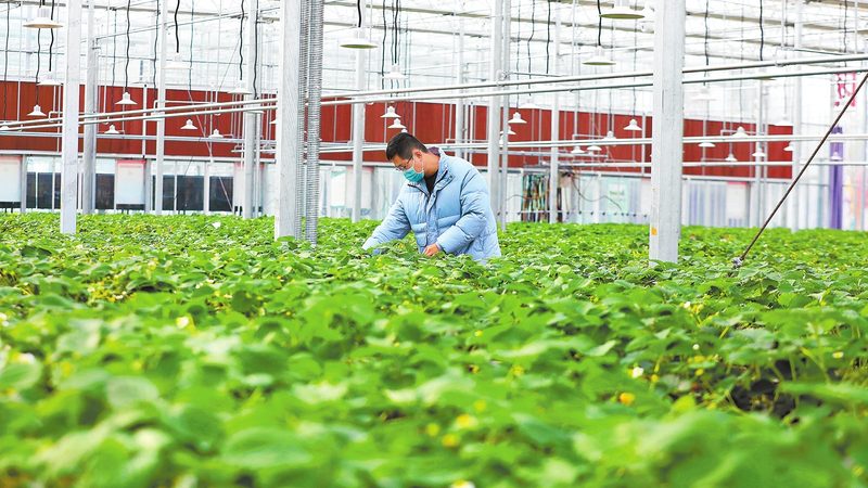生态农业大棚种植技术加盟，揭秘高效农业的秘密武器