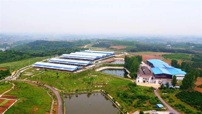 简易大棚建造：每亩成本构成解析