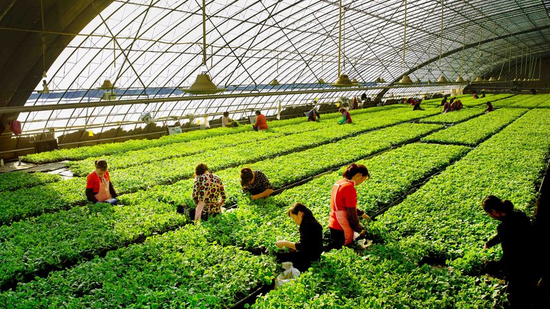 种植业保险如何投保？一亩保险费用解析**