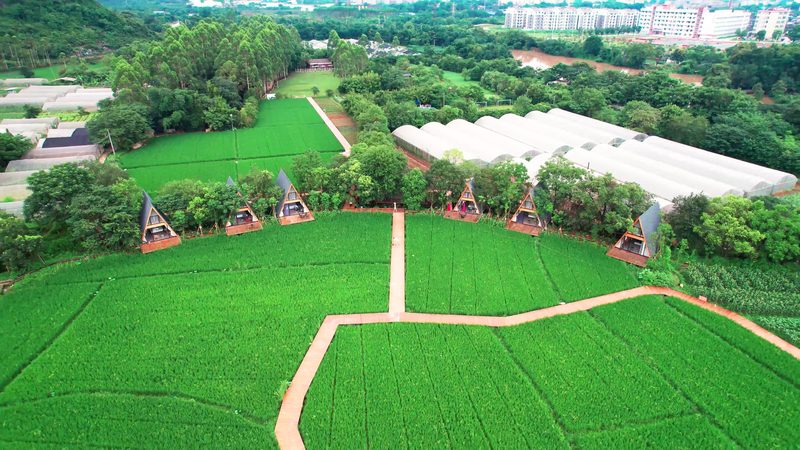学校蔬菜配送方案：构建安全、高效的校园餐桌